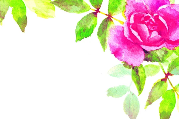 Akwarela różowa róża z liśćmi — Zdjęcie stockowe