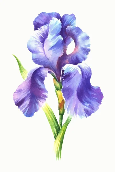 Iris Aquarelle Illustration Vectorielle Sur Fond Blanc — Image vectorielle