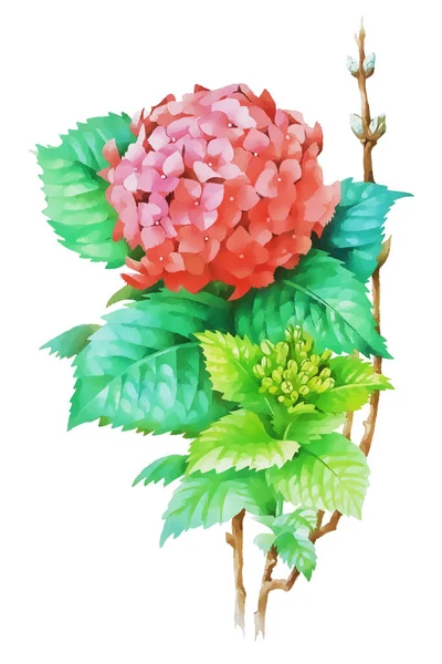 Rosafarbene Hortensien Aquarell Vektor Illustration — Stockvektor