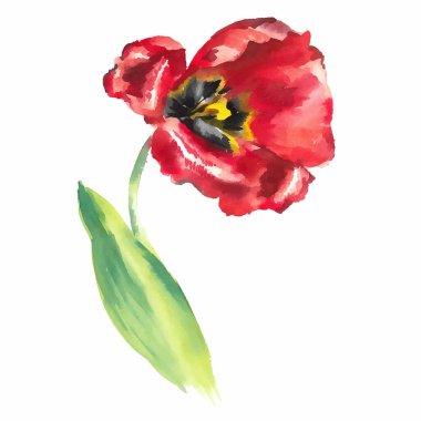 Kırmızı lale suluboya vektör çizimini aç