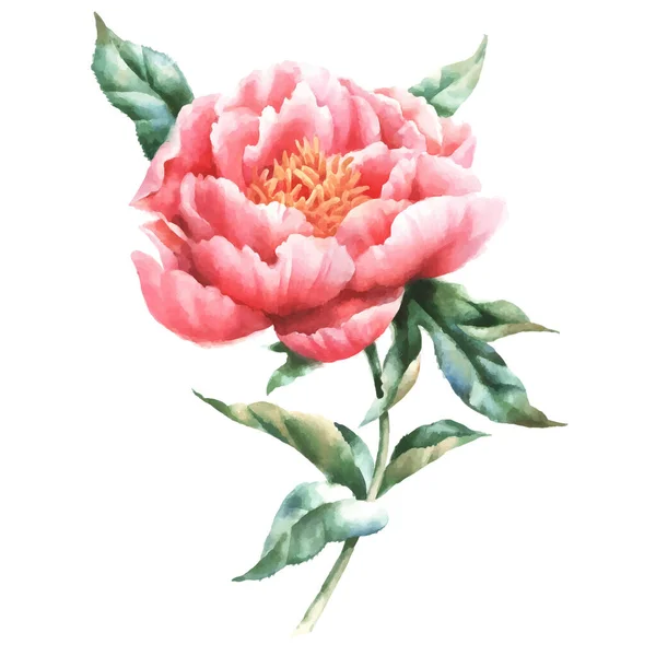 Peonía Flor Rosa Acuarela Pintura Mano Vector Ilustración Sobre Fondo — Archivo Imágenes Vectoriales