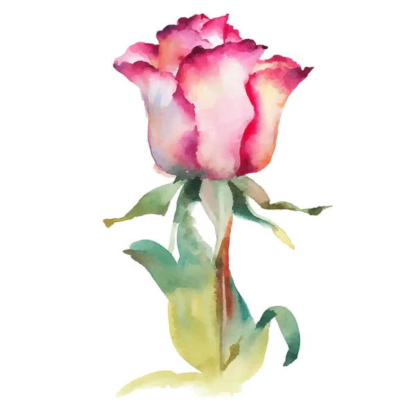 Rosa Rosa Acquerello Vettoriale Illustrazione Sfondo Bianco — Vettoriale Stock
