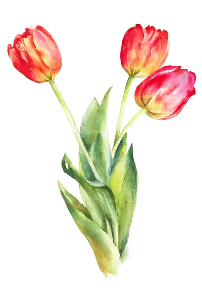 Tulipas Vermelhas Ilustração Vetor Aquarela —  Vetores de Stock