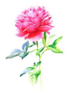 Suluboya el pembe çiçek açan gül, beyaz arkaplanda illüstrasyon