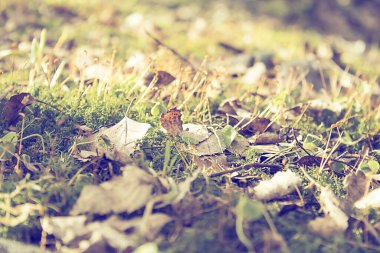 Yeşil bahar çimenleri ve yaprakları, güneş ışığı ile zemin kapatın, güneşli bahar arka planı.