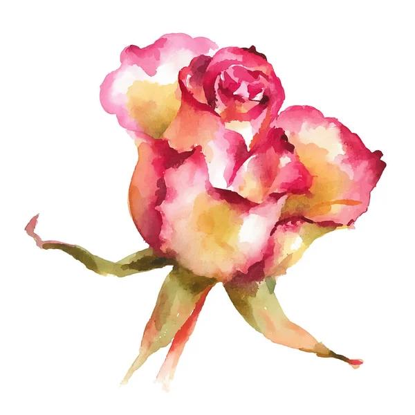 Rosa Full Blown Rosa Aquarela Vetor Ilustração —  Vetores de Stock