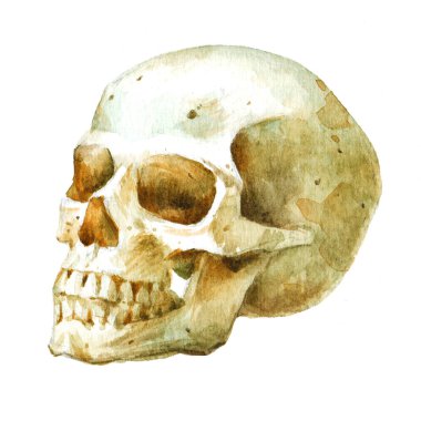 İnsan kafatası, klasik suluboya el resmi beyaz arka planda..