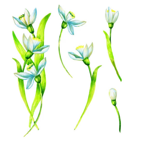 Zestaw Elementów Kwiatów Kropli Śniegu Ręczna Farba Akwarela Ilustracja — Zdjęcie stockowe