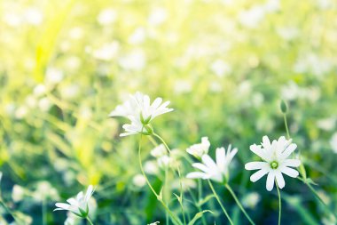 Beyaz vahşi yeşil alan