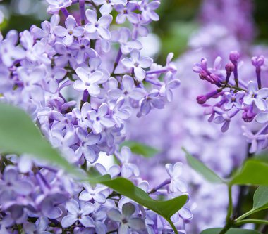 Çiçek açan leylak çiçeklerinden oluşan bir brunch, yakın plan, bahar doğası. Tasarım, reklam, poster ve dekorasyon için kaynak.