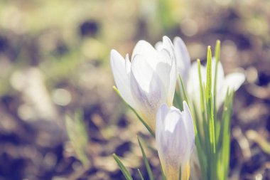 Çiçek açan beyaz tarlalar vahşi doğada yetişiyor. Tebrik kartı, takvim tasarımı için bahar doğası arkaplanı.