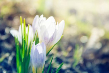 Çiçek açan beyaz tarlalar vahşi doğada yetişiyor. Tebrik kartı, takvim tasarımı için bahar doğası arkaplanı.