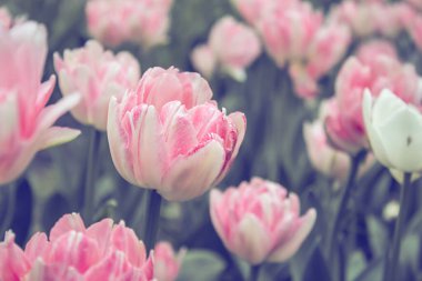 Pembe çiçek açan laleler, bahar çayırları arka plan, laleler tarlası..