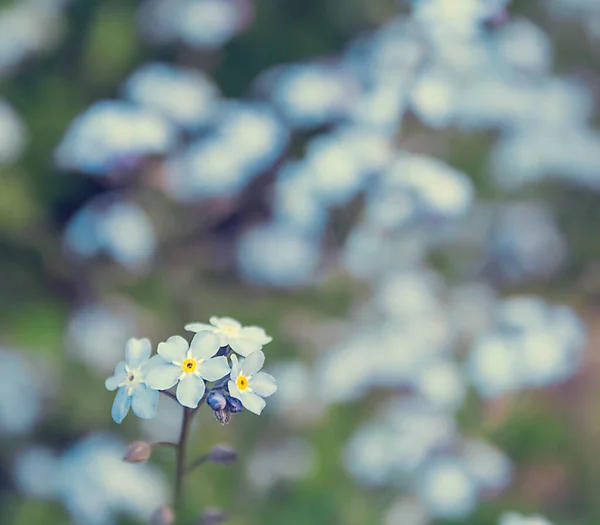 Πεδίο Του Forget Myosotis Arvensis Λουλούδια Καλοκαίρι Άνοιξη Φόντο Της — Φωτογραφία Αρχείου