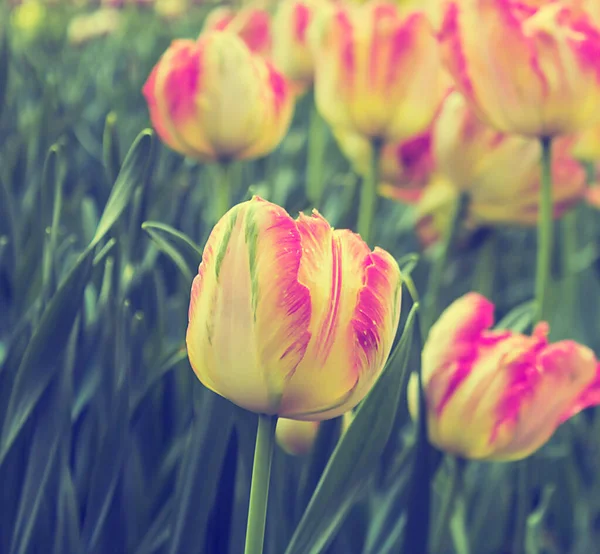 Pembe ve sarı çiçek açan laleler, bahar otlağı arka planı, lale tarlası..