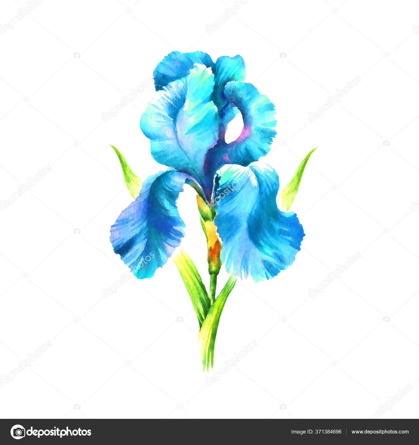 Flor del iris salvaje fotos de stock, imágenes de Flor del iris salvaje sin royalties | Depositphotos Flor del iris salvaje fotos de stock, imágenes de Flor del iris salvaje sin royalties | Depositphotos