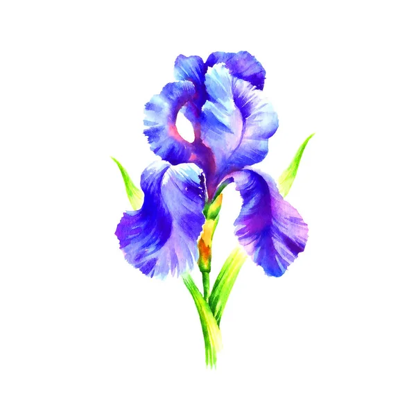 Akvarell Hand Färg Iris Blomma Vit Bakgrund — Stockfoto