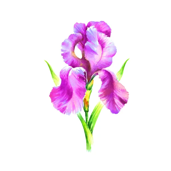 Akvarell Hand Färg Iris Blomma Vit Bakgrund — Stockfoto