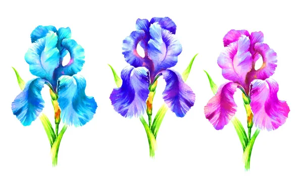 Akvarell Hand Färg Iris Blomma Vit Bakgrund — Stockfoto