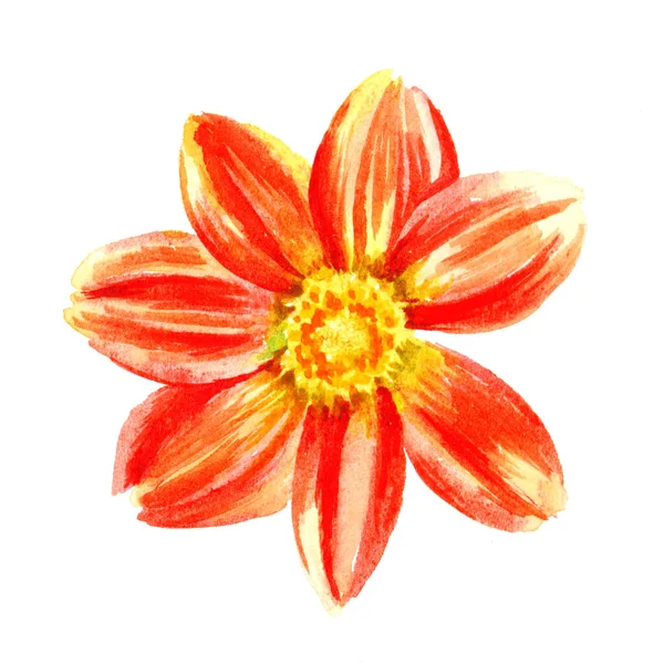 Dahlia Piros Sárga Akvarell Kézi Festék Virág Fehér Alapon — Stock Fotó