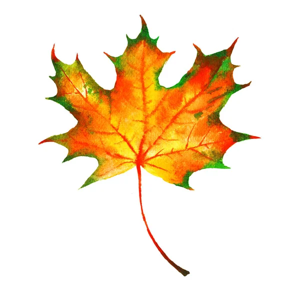 Aquarell Handbemalt Rotes Und Gelbes Herbst Ahornblatt Isoliert Auf Weißem — Stockfoto