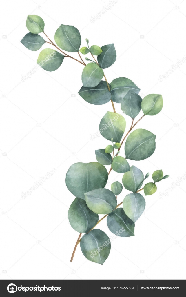 Watercolor vector wreath with green eucalyptus leaves and ...