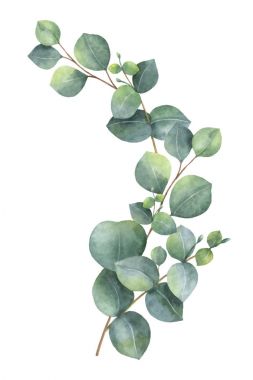 Download Eucalyptus Watercolor Free Vector Eps Cdr Ai Svg Vector Illustration Graphic Art