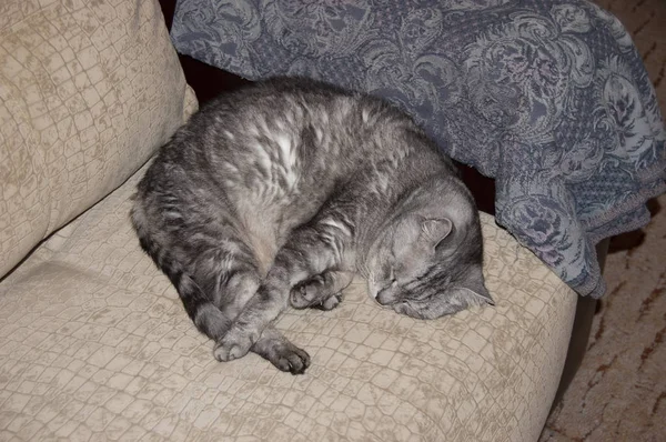 Cat Sleeping Couch — Stock Photo, Image