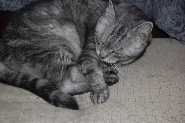 Cat Sleeping Couch — Stock Photo, Image