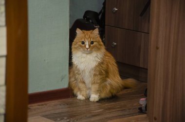 Kedi koridorda oturuyor. Yakın plan.