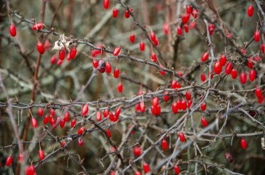Kırmızı böğürtlenler çalıların üzerinde