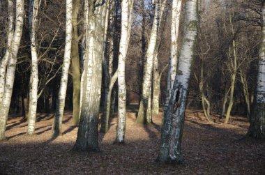 Güneşli bir günde sonbahar parkında huş ağaçları