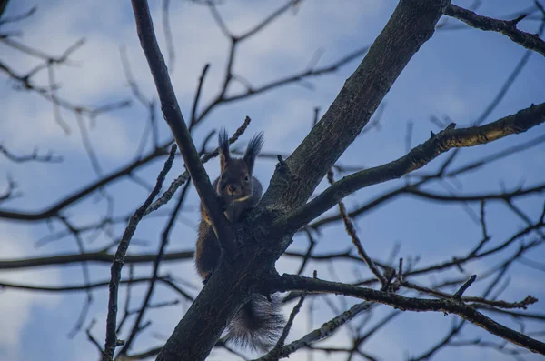 Eichhörnchen Sitzt Auf Einem Ast Aus Nächster Nähe — Stockfoto