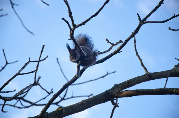 Eichhörnchen Sitzt Auf Einem Ast Aus Nächster Nähe — Stockfoto