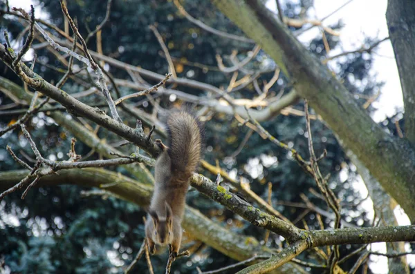 Eichhörnchen Sitzt Auf Einem Ast Aus Nächster Nähe — Stockfoto