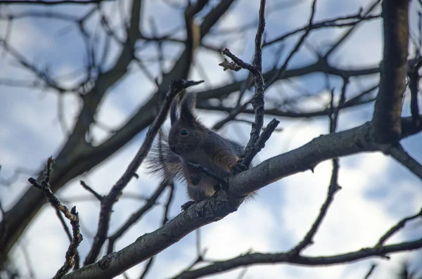 Eichhörnchen Sitzt Auf Einem Ast Aus Nächster Nähe — Stockfoto