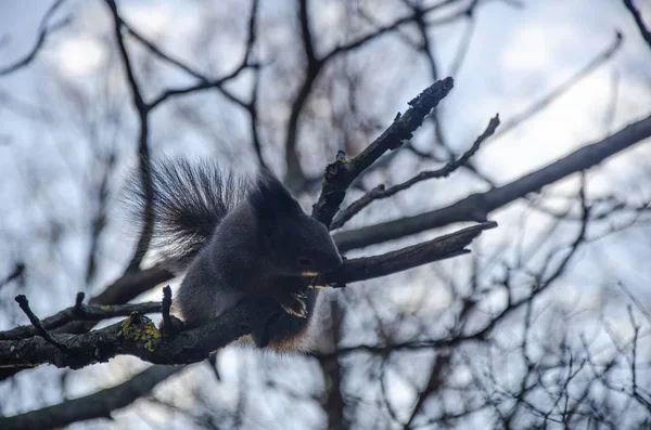 Eichhörnchen Sitzt Auf Einem Ast Aus Nächster Nähe — Stockfoto