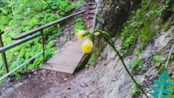 Полевой Цветок Лесной Дороги — стоковое фото