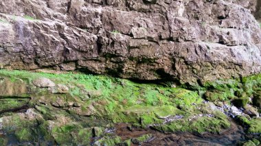 Kaya duvarı kısmen yosunla kaplı.