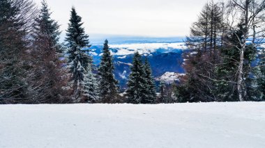 Ağaçlar ve karla kaplı kış manzarası
