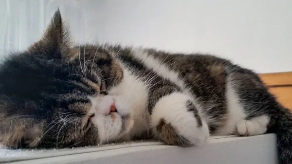 Gatinho Doce Dorme Pacificamente — Fotografia de Stock