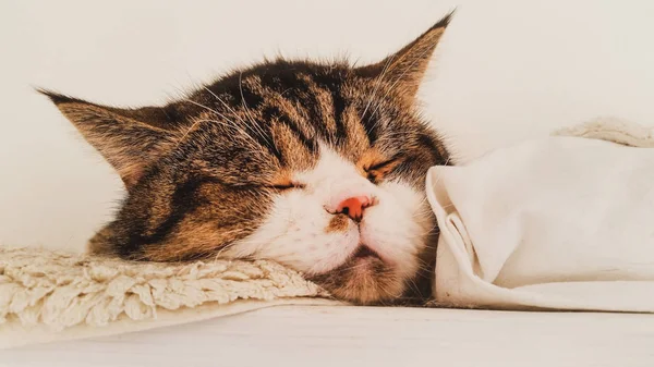 Сладкий Котенок Мирно Спит — стоковое фото