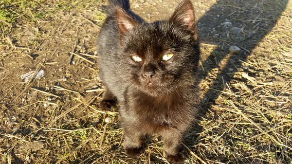 草の上に黒い可愛い子猫 — ストック写真