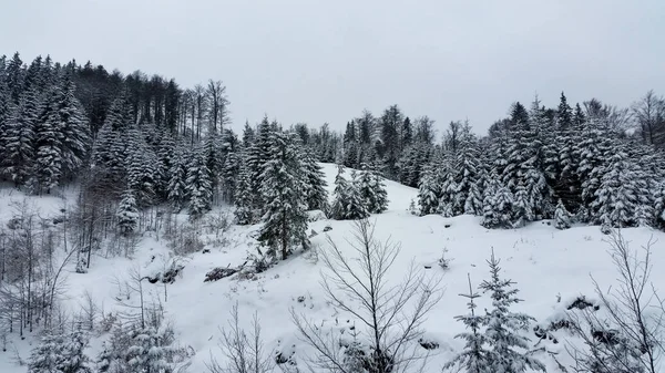 Ліс Взимку Горах — стокове фото