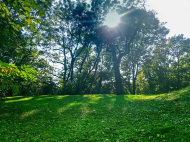 Parkta ağaçlarla çevrili manzara