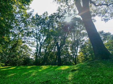 Parkta ağaçlarla çevrili manzara