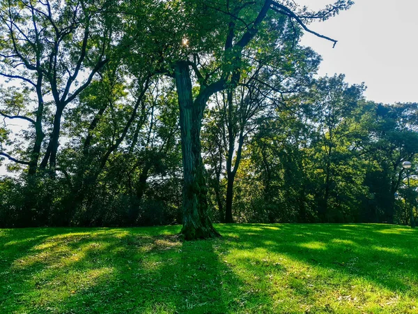 Krajobraz Drzewami Parku — Zdjęcie stockowe