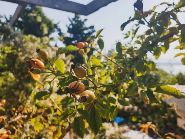 Branch Shrub Fruits Wild Rose Background Blue Sky — Stock Photo, Image