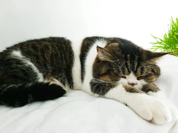 Милый Кот Спит Подушке — стоковое фото