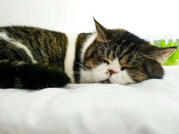 Süße Katze Schläft Auf Einem Kissen — Stockfoto